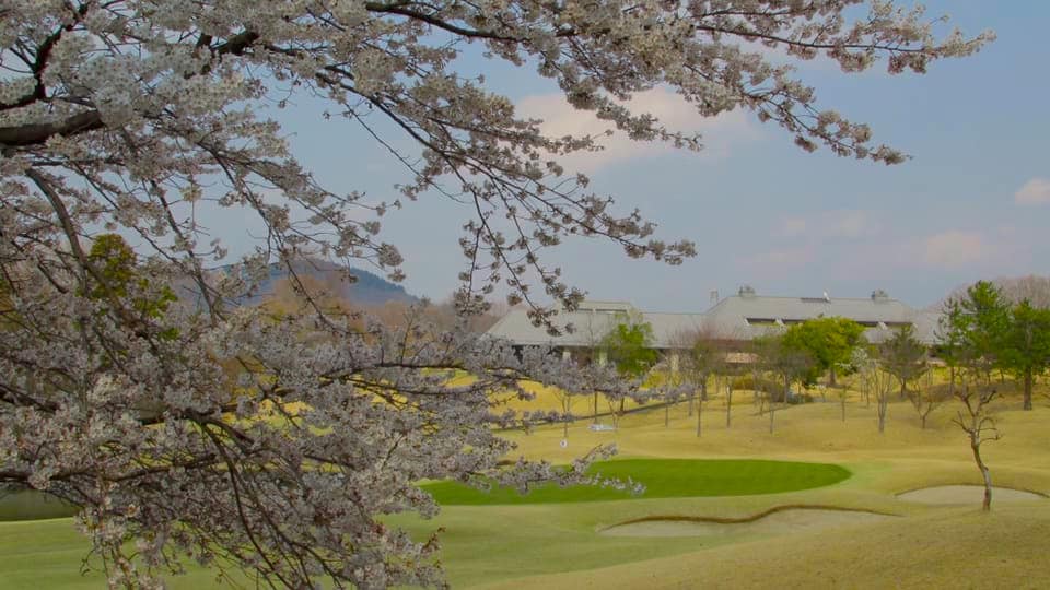 EastwoodCCSakura Sakura Blossoms at EastWood Country Club